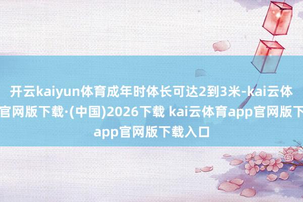 开云kaiyun体育成年时体长可达2到3米-kai云体育app官网版下载·(中国)2026下载 kai云体育app官网版下载入口